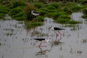 DPPhotography - Andalucia - Black-winged stilt - B