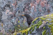 DPPhotography - Extremadura - Blackbird - A