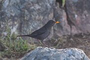 DPPhotography - Extremadura - Blackbird - B