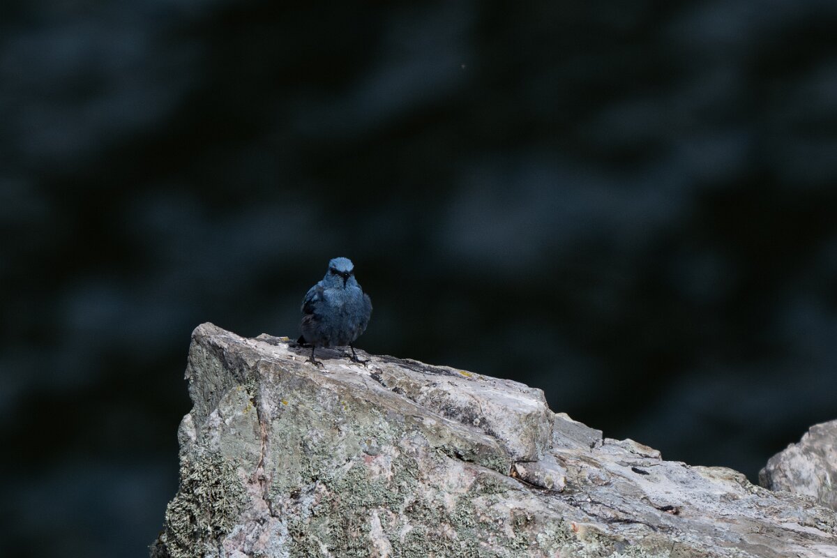 DPPhotography - Extremadura - Blue rock thrush - A.jpg - Blue rock thrush - Peña Falcon, Monfragüe