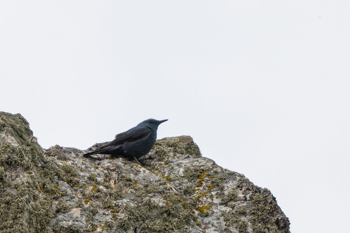 DPPhotography - Extremadura - Blue rock thrush - B.jpg - Blue rock thrush - Portilla del Tietar, Extremadura