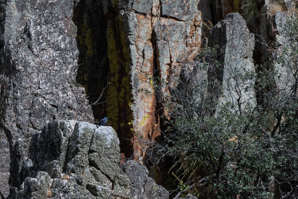 DPPhotography - Extremadura - Blue rock thrush - C.jpg - Blue rock thrush - Portilla del Tietar, Extremadura