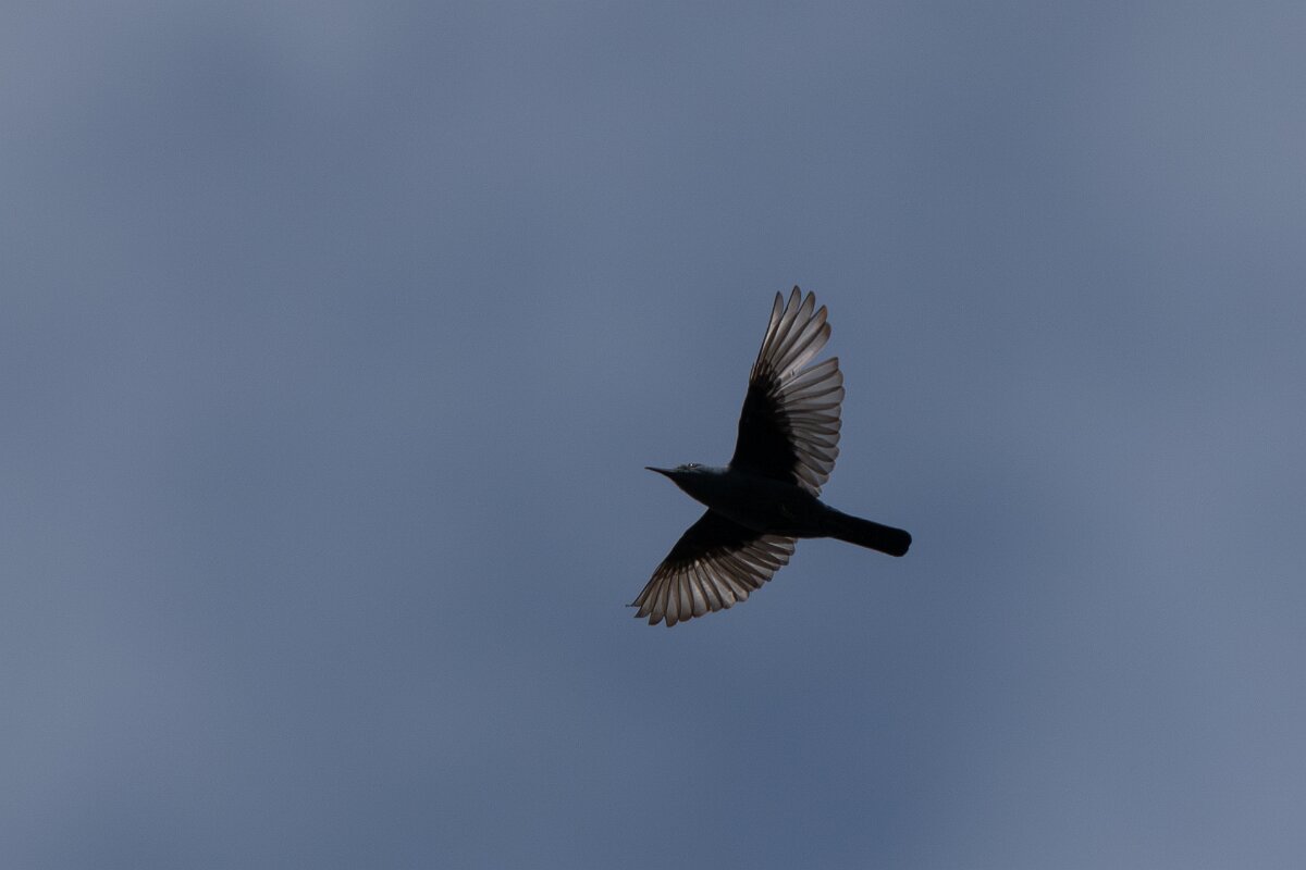 DPPhotography - Extremadura - Blue rock thrush - G.jpg - Blue rock thrush - Portilla del Tietar, Extremadura