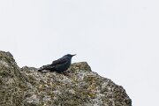 DPPhotography - Extremadura - Blue rock thrush - B