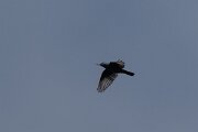 DPPhotography - Extremadura - Blue rock thrush - E