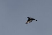 DPPhotography - Extremadura - Blue rock thrush - F