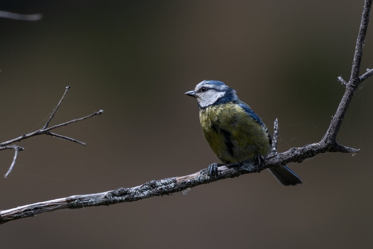 DPPhotography - Extremadura - Blue tit - B.jpg - Blue tit - Portilla del Tietar, Extremadura