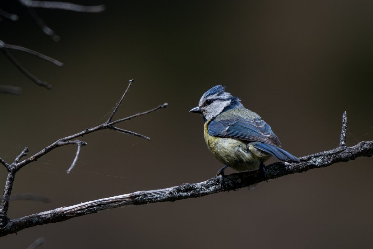 DPPhotography - Extremadura - Blue tit - C.jpg - Blue tit - Portilla del Tietar, Extremadura