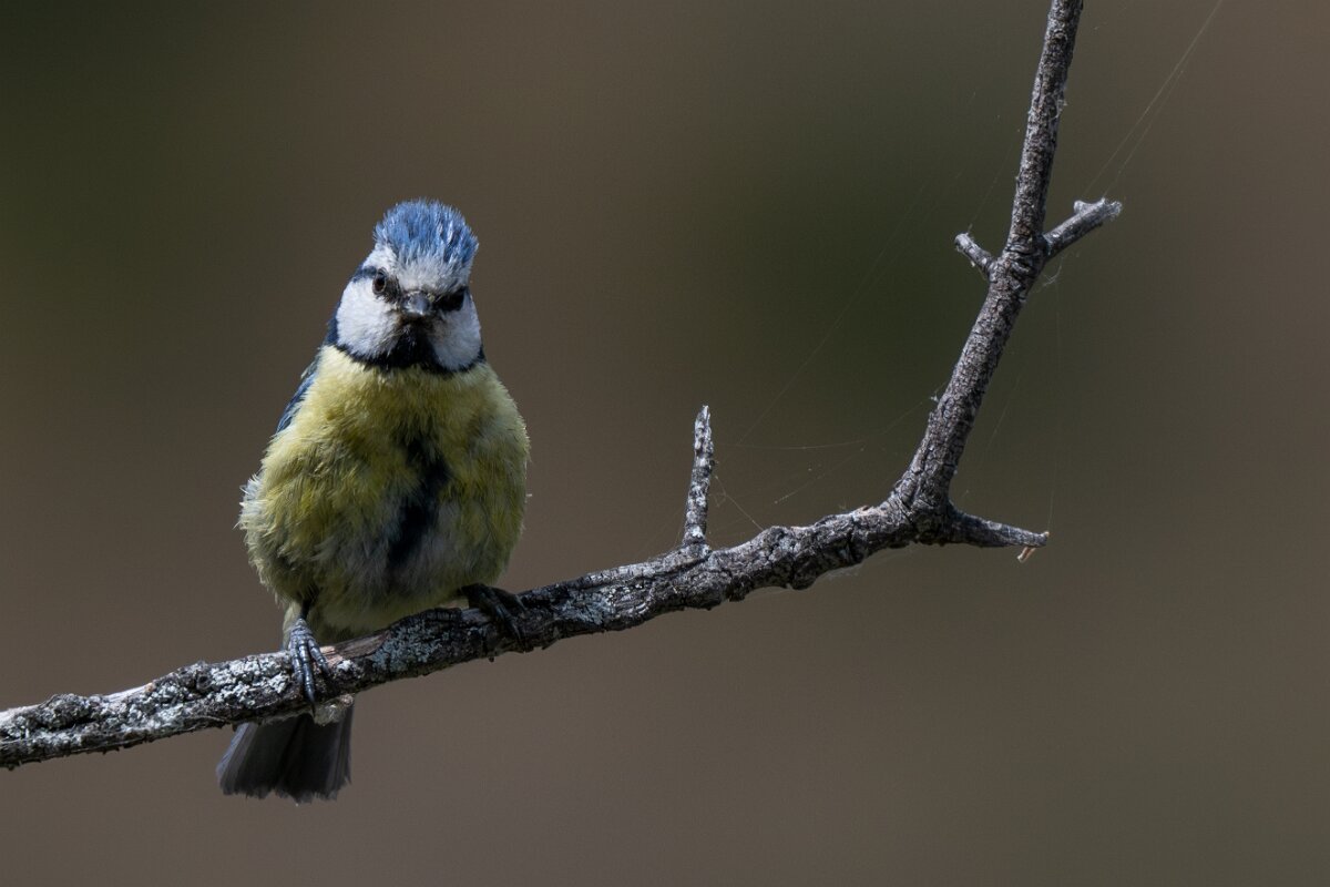 DPPhotography - Extremadura - Blue tit - D.jpg - Blue tit - Portilla del Tietar, Extremadura