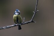 DPPhotography - Extremadura - Blue tit - A