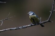 DPPhotography - Extremadura - Blue tit - B