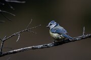 DPPhotography - Extremadura - Blue tit - C