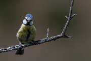DPPhotography - Extremadura - Blue tit - D
