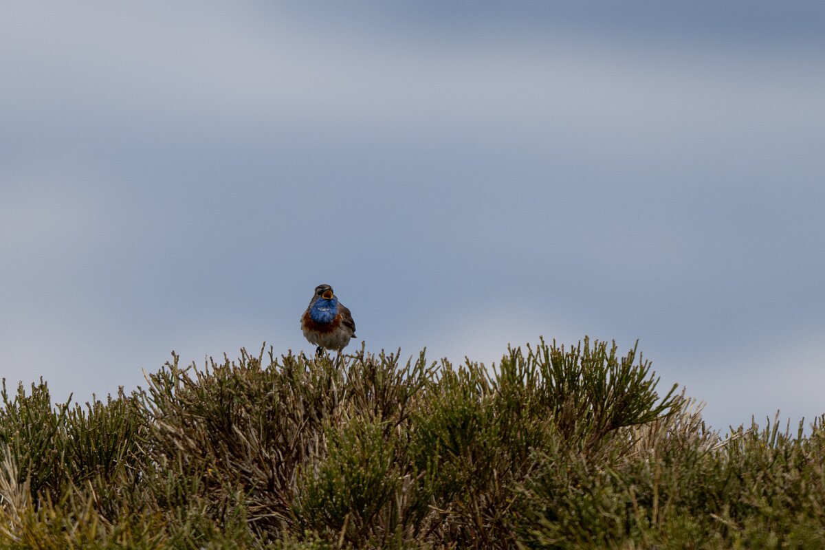 DPPhotography - Extremadura - Bluethroat - A.jpg - Bluethroat - La Covatilla, Sierra de Bejar, Castilla y León