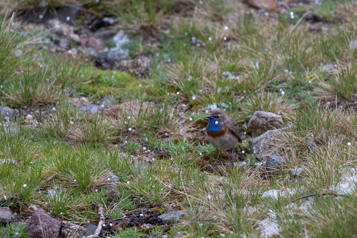 DPPhotography - Extremadura - Bluethroat - AA.jpg - Bluethroat - Plataforma de Gredos, Castilla y León