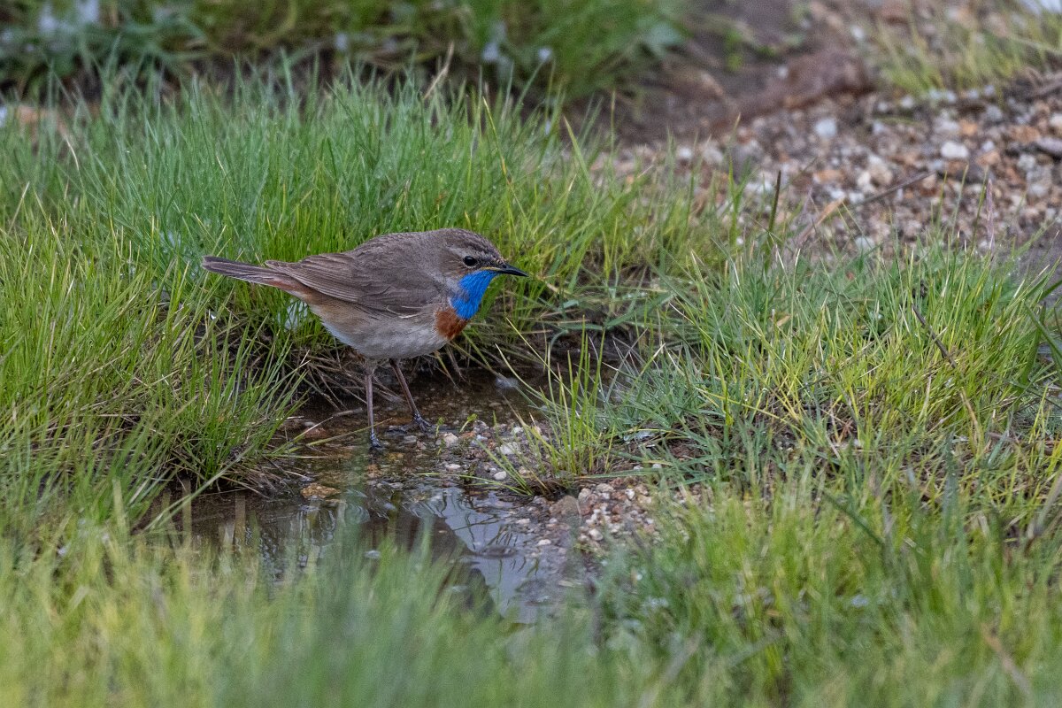DPPhotography - Extremadura - Bluethroat - AC.jpg - Bluethroat - Plataforma de Gredos, Castilla y León