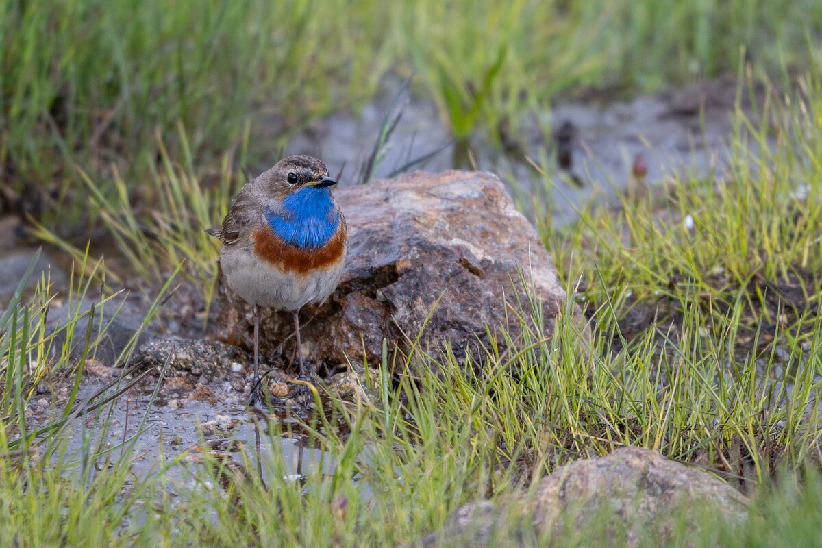 DPPhotography - Extremadura - Bluethroat - AE.jpg - Bluethroat - Plataforma de Gredos, Castilla y León
