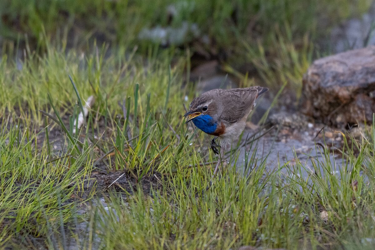DPPhotography - Extremadura - Bluethroat - AF.jpg - Bluethroat - Plataforma de Gredos, Castilla y León