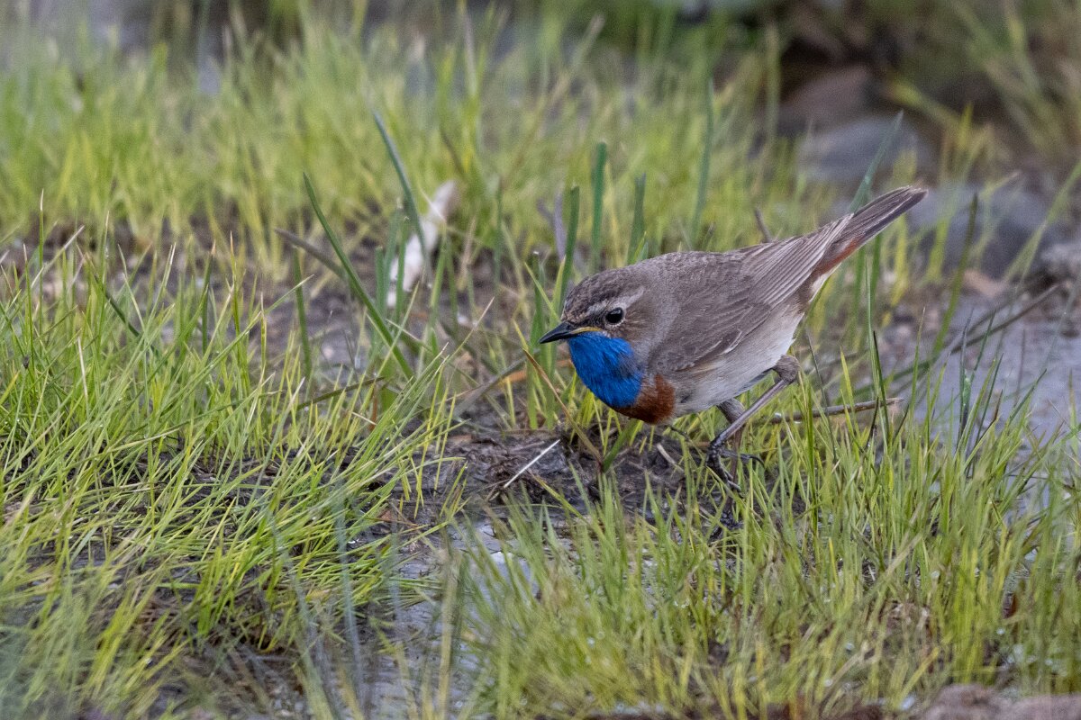 DPPhotography - Extremadura - Bluethroat - AH.jpg - Bluethroat - Plataforma de Gredos, Castilla y León