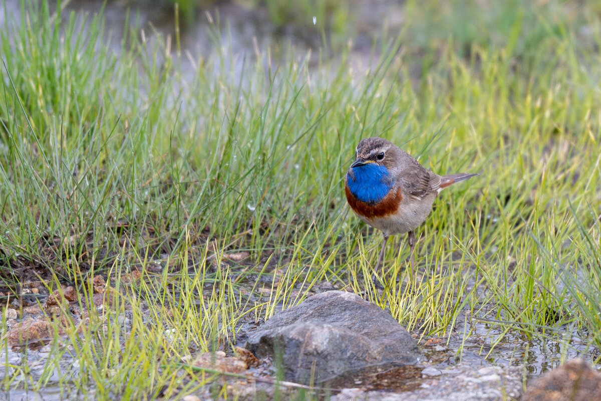 DPPhotography - Extremadura - Bluethroat - AI.jpg - Bluethroat - Plataforma de Gredos, Castilla y León