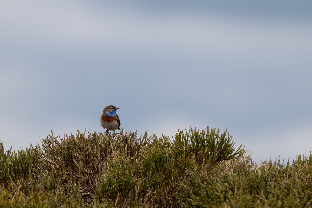 DPPhotography - Extremadura - Bluethroat - B.jpg - Bluethroat - La Covatilla, Sierra de Bejar, Castilla y León