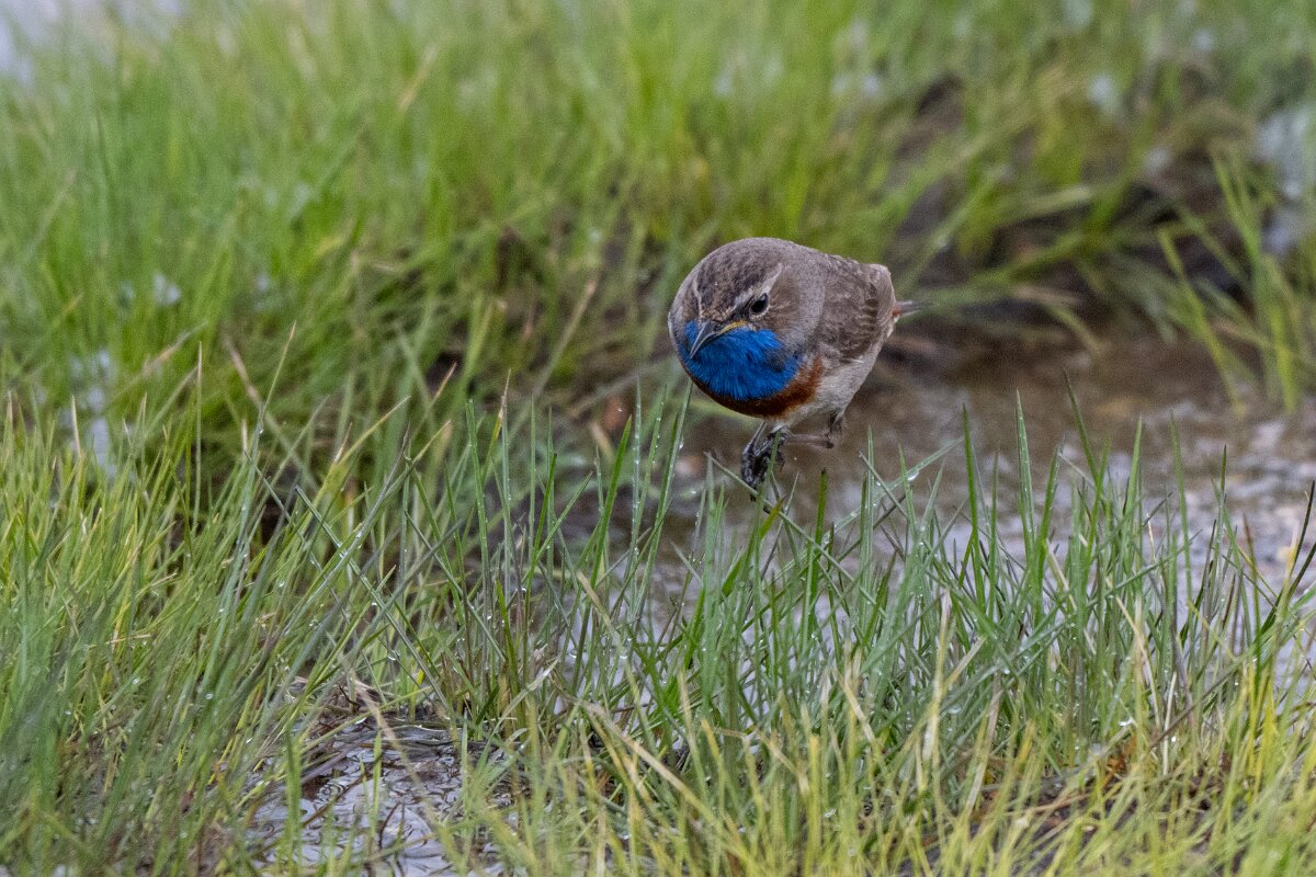 DPPhotography - Extremadura - Bluethroat - D.jpg - Bluethroat - Plataforma de Gredos, Castilla y León