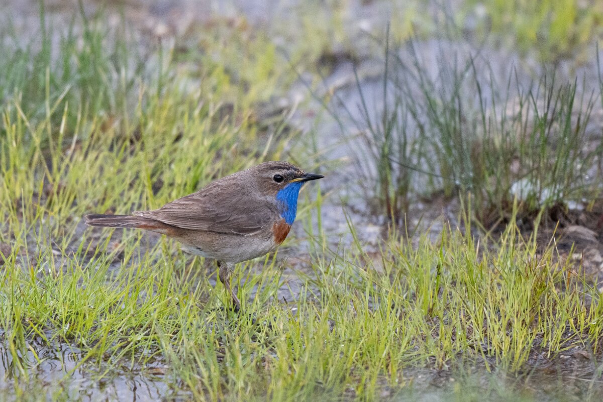 DPPhotography - Extremadura - Bluethroat - G.jpg - Bluethroat - Plataforma de Gredos, Castilla y León