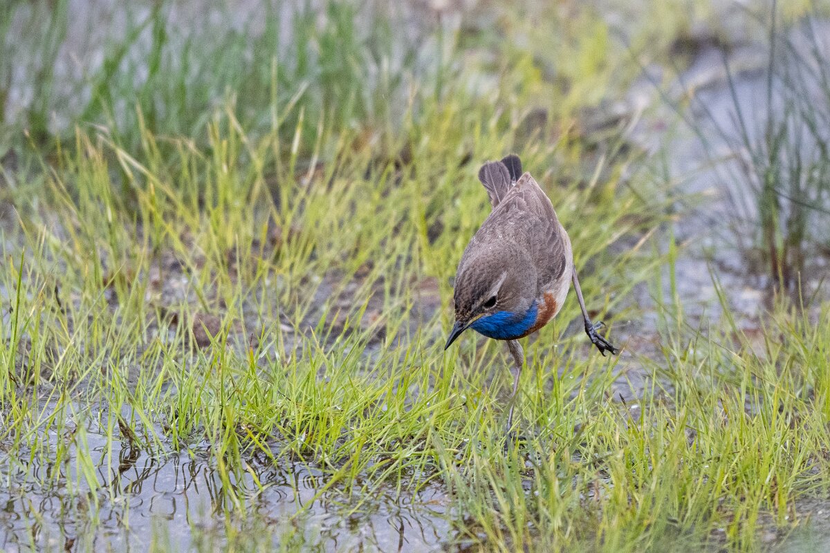 DPPhotography - Extremadura - Bluethroat - H.jpg - Bluethroat - Plataforma de Gredos, Castilla y León