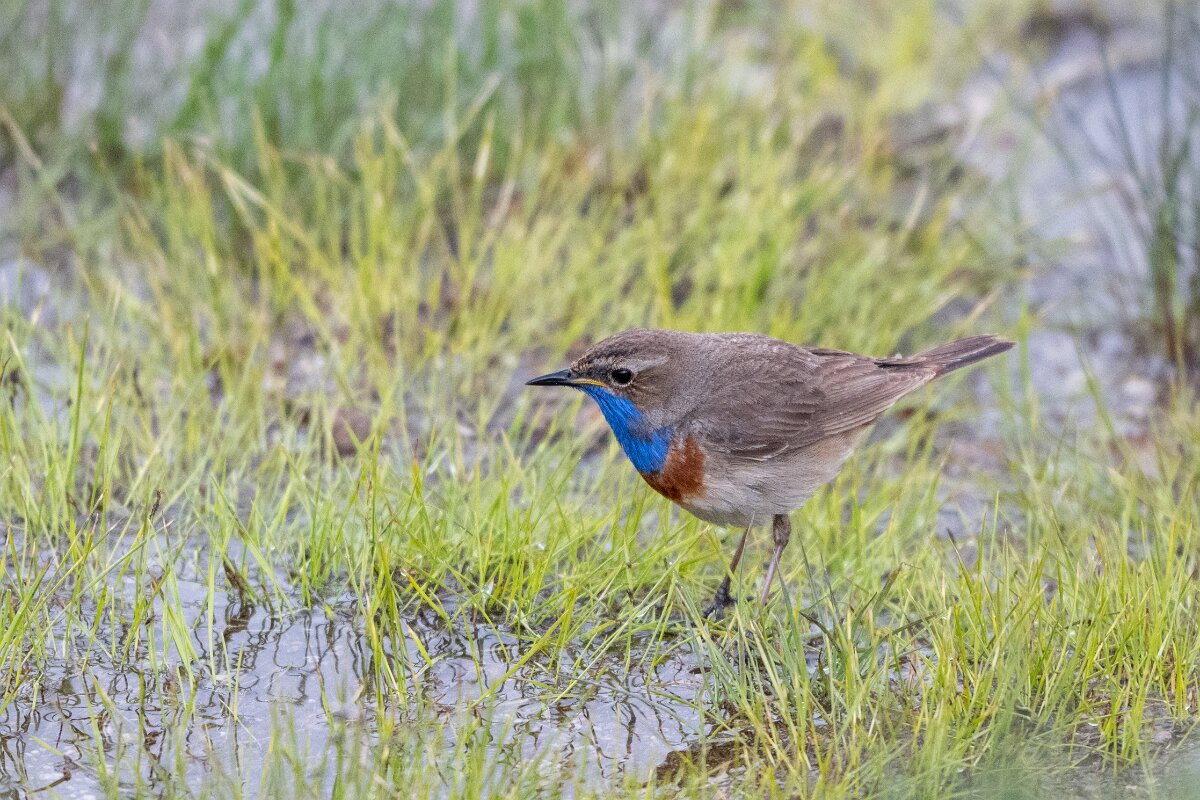 DPPhotography - Extremadura - Bluethroat - I.jpg - Bluethroat - Plataforma de Gredos, Castilla y León