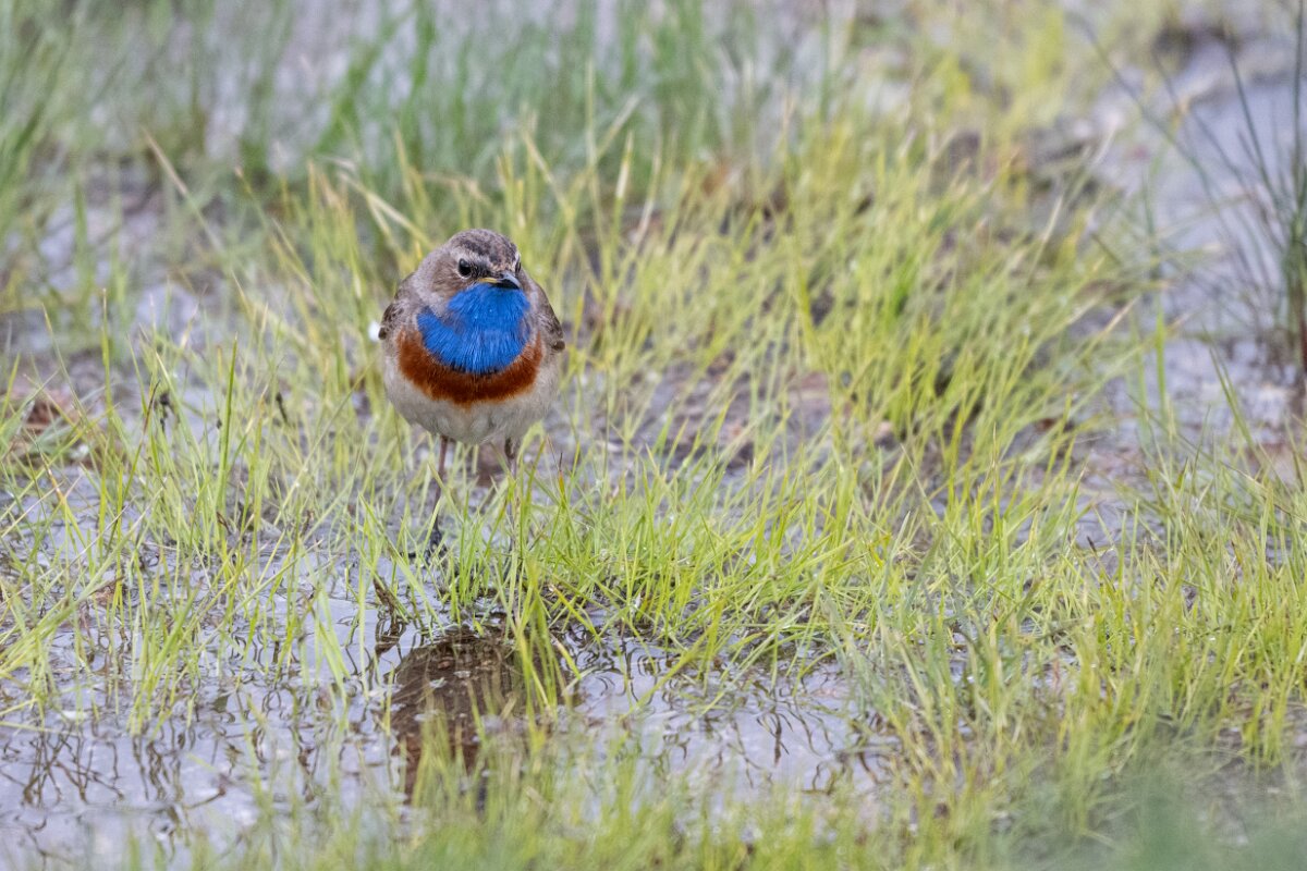 DPPhotography - Extremadura - Bluethroat - J.jpg - Bluethroat - Plataforma de Gredos, Castilla y León