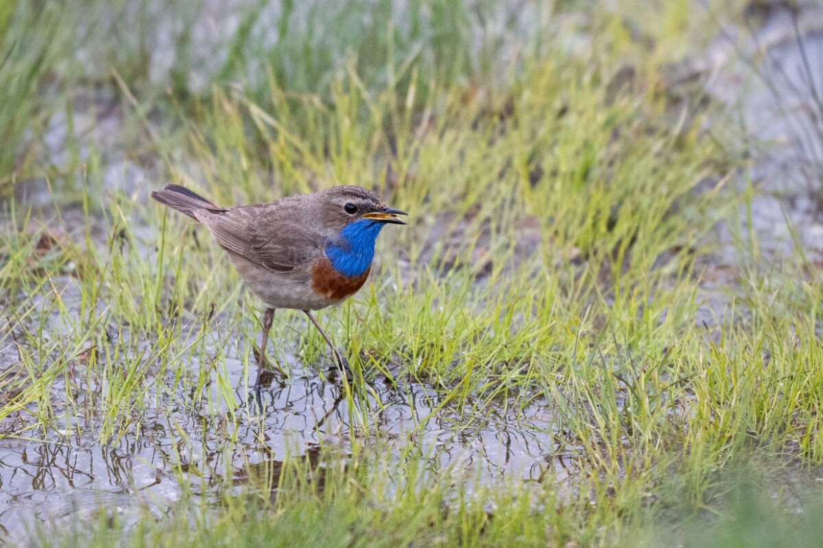 DPPhotography - Extremadura - Bluethroat - L.jpg - Bluethroat - Plataforma de Gredos, Castilla y León