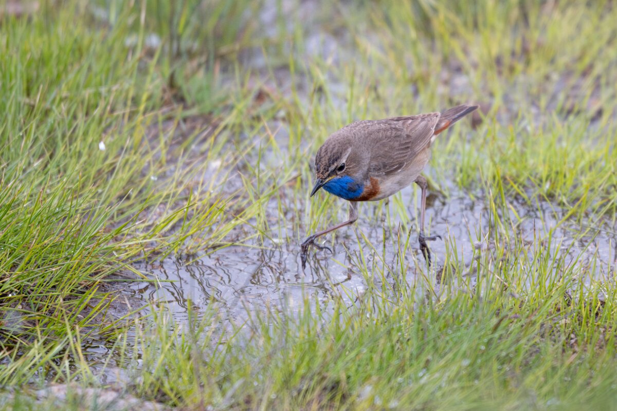 DPPhotography - Extremadura - Bluethroat - M.jpg - Bluethroat - Plataforma de Gredos, Castilla y León