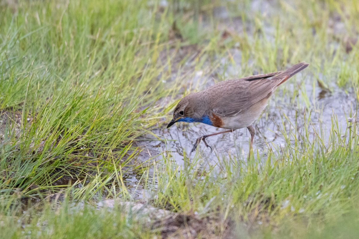 DPPhotography - Extremadura - Bluethroat - N.jpg - Bluethroat - Plataforma de Gredos, Castilla y León