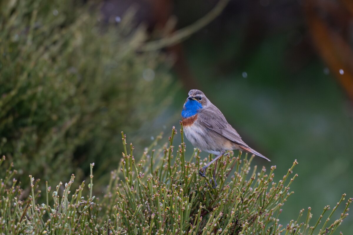 DPPhotography - Extremadura - Bluethroat - O.jpg - Bluethroat - Plataforma de Gredos, Castilla y León