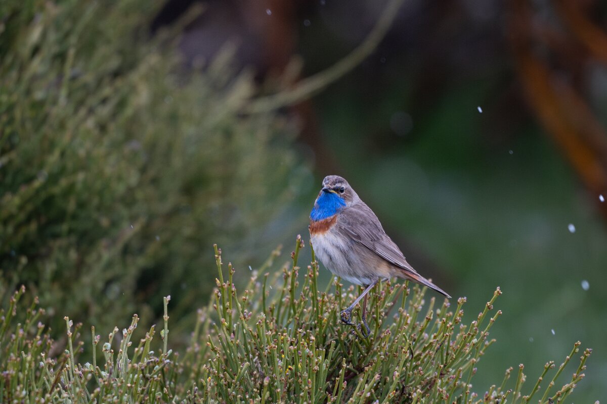 DPPhotography - Extremadura - Bluethroat - P.jpg - Bluethroat - Plataforma de Gredos, Castilla y León