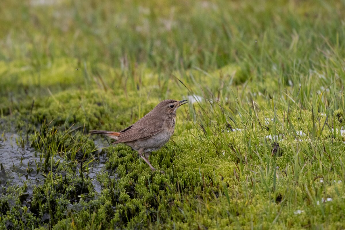 DPPhotography - Extremadura - Bluethroat - Q.jpg - Bluethroat - Plataforma de Gredos, Castilla y León