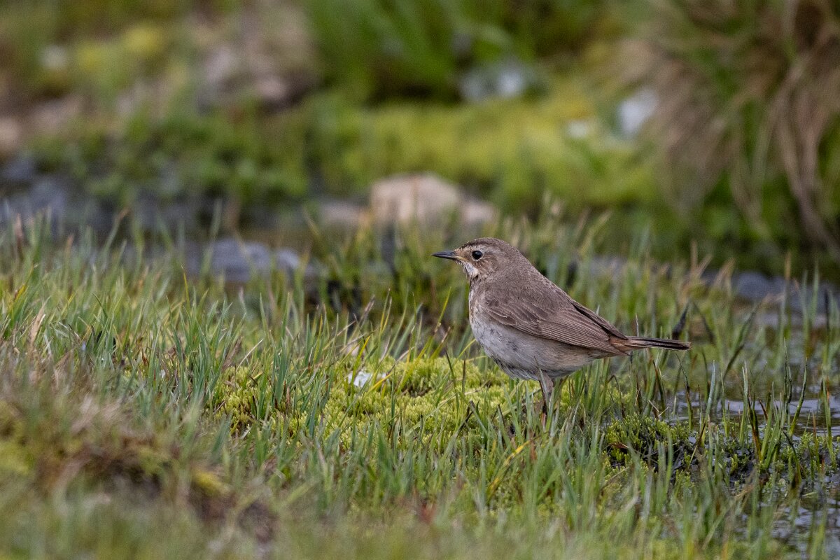 DPPhotography - Extremadura - Bluethroat - R.jpg - Bluethroat - Plataforma de Gredos, Castilla y León