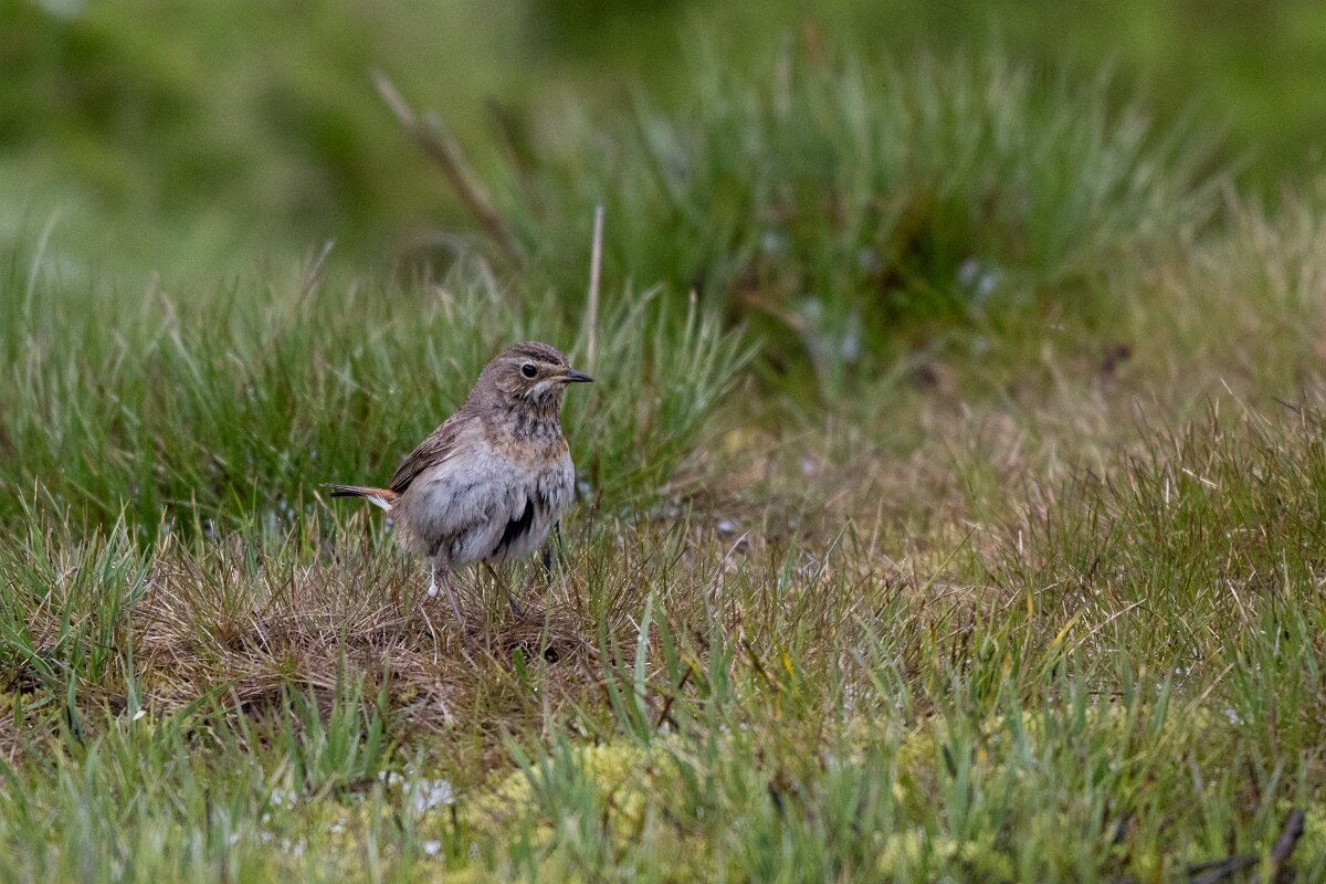 DPPhotography - Extremadura - Bluethroat - S.jpg - Bluethroat - Plataforma de Gredos, Castilla y León