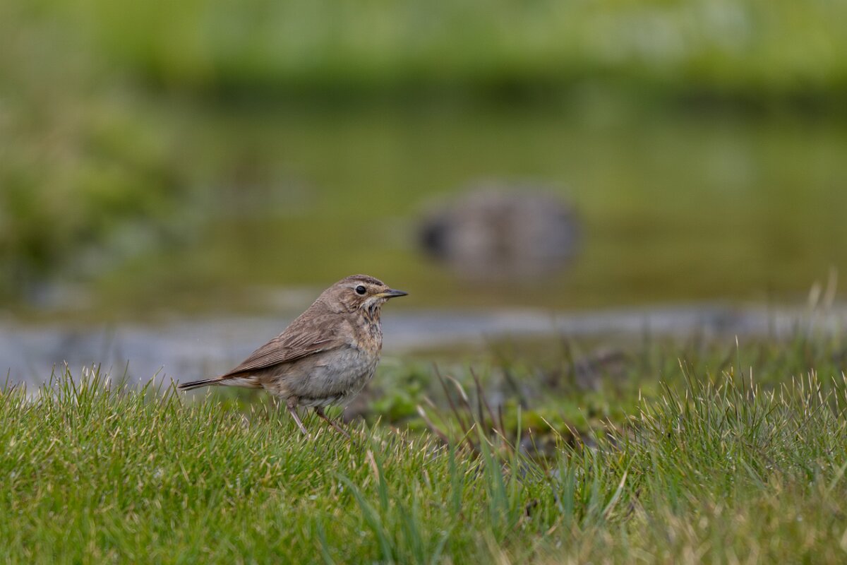 DPPhotography - Extremadura - Bluethroat - U.jpg - Bluethroat - Plataforma de Gredos, Castilla y León