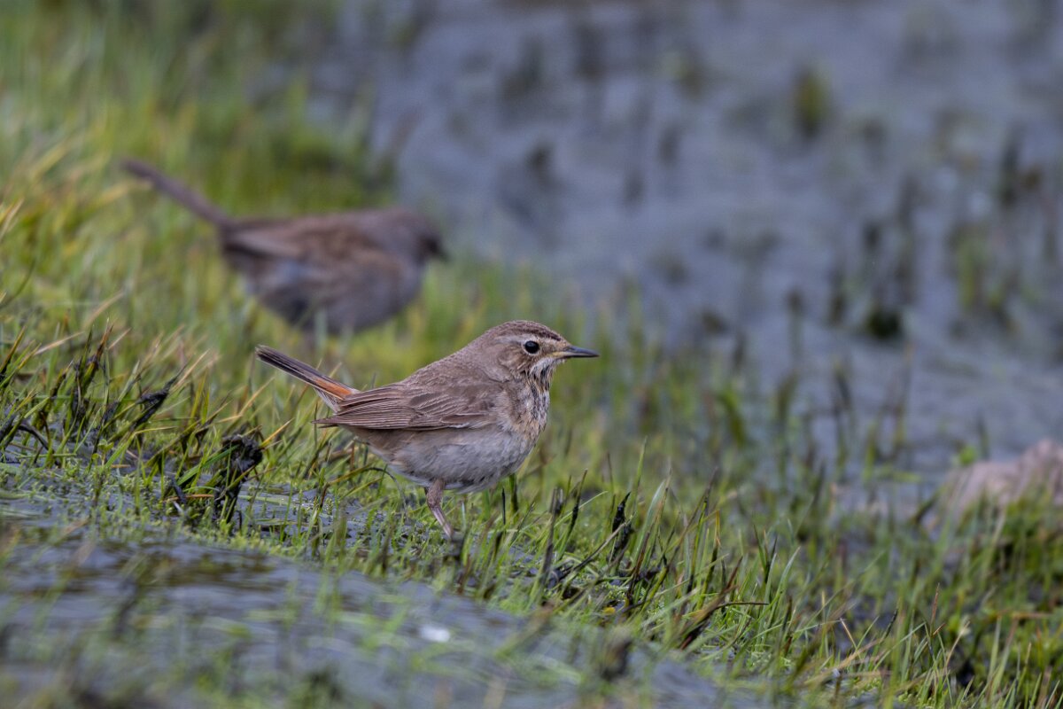 DPPhotography - Extremadura - Bluethroat - X.jpg - Bluethroat - Plataforma de Gredos, Castilla y León