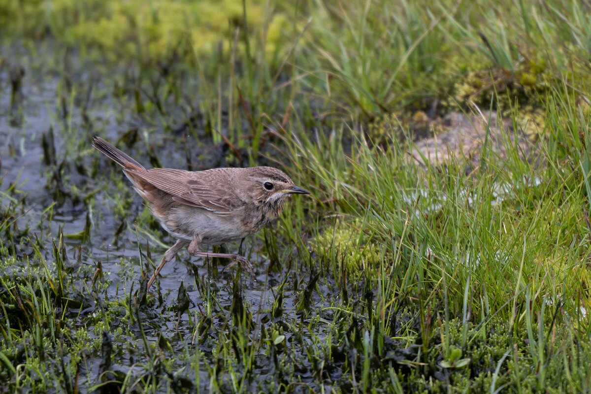 DPPhotography - Extremadura - Bluethroat - Y.jpg - Bluethroat - Plataforma de Gredos, Castilla y León