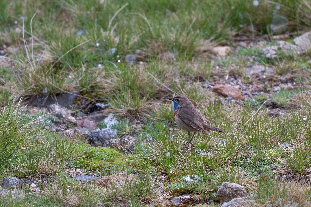 DPPhotography - Extremadura - Bluethroat - Z.jpg - Bluethroat - Plataforma de Gredos, Castilla y León
