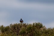 DPPhotography - Extremadura - Bluethroat - A