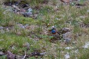 DPPhotography - Extremadura - Bluethroat - AA