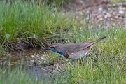 DPPhotography - Extremadura - Bluethroat - AB