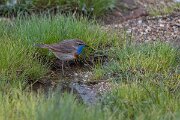 DPPhotography - Extremadura - Bluethroat - AC