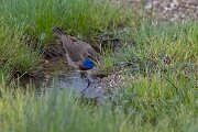 DPPhotography - Extremadura - Bluethroat - AD