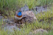 DPPhotography - Extremadura - Bluethroat - AE