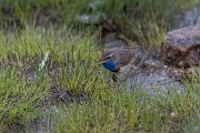 DPPhotography - Extremadura - Bluethroat - AF