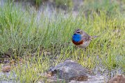 DPPhotography - Extremadura - Bluethroat - AI